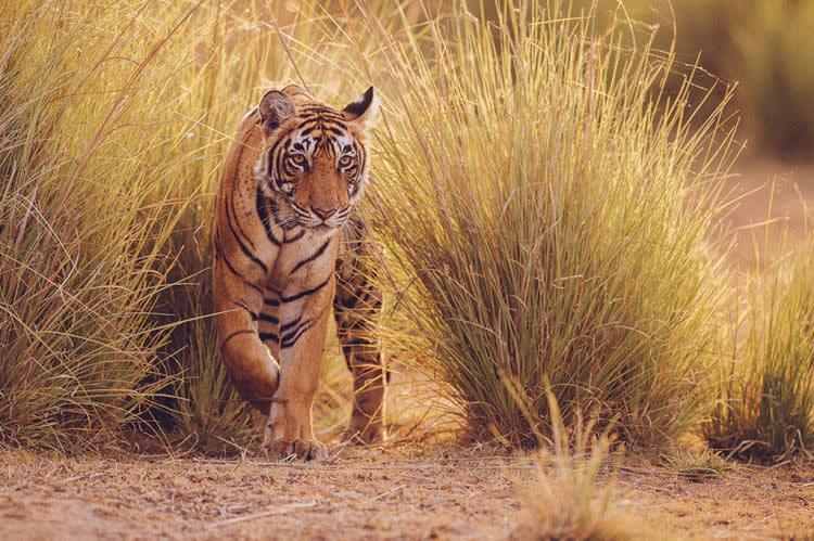 india tiger