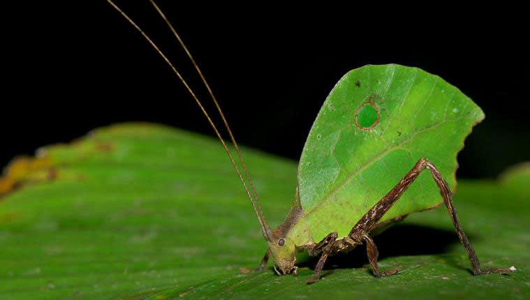 Leaf-Mimic Katydid