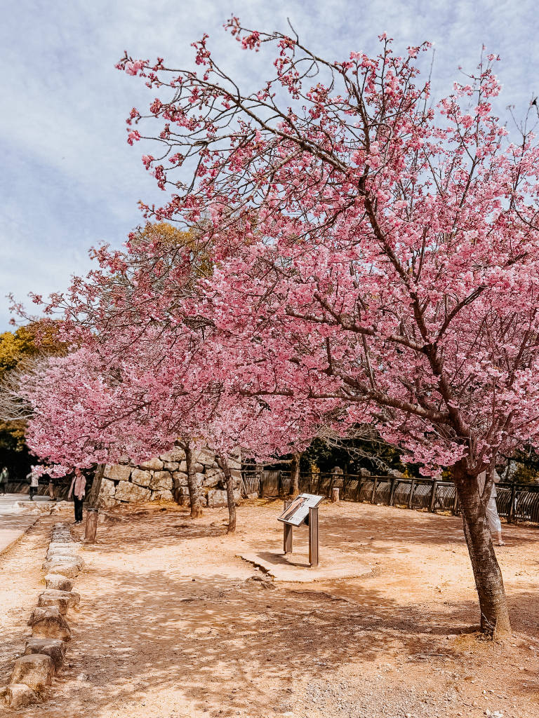 Cherry Blossom Season in Japan