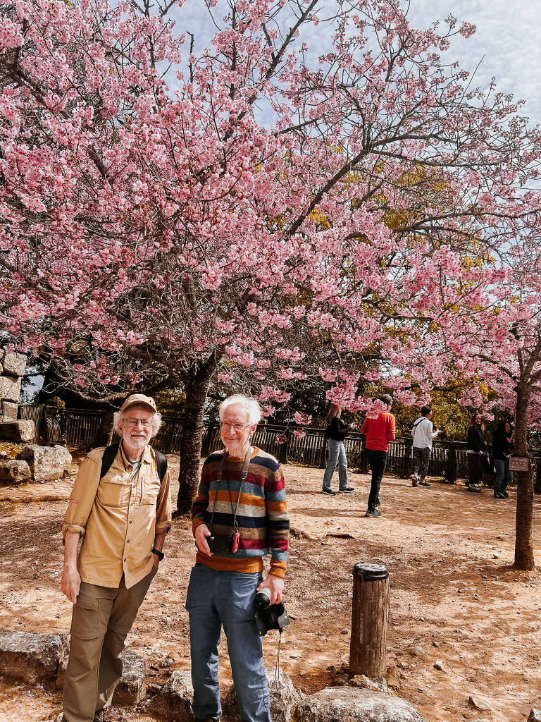 Cherry Blossom Season in Japan