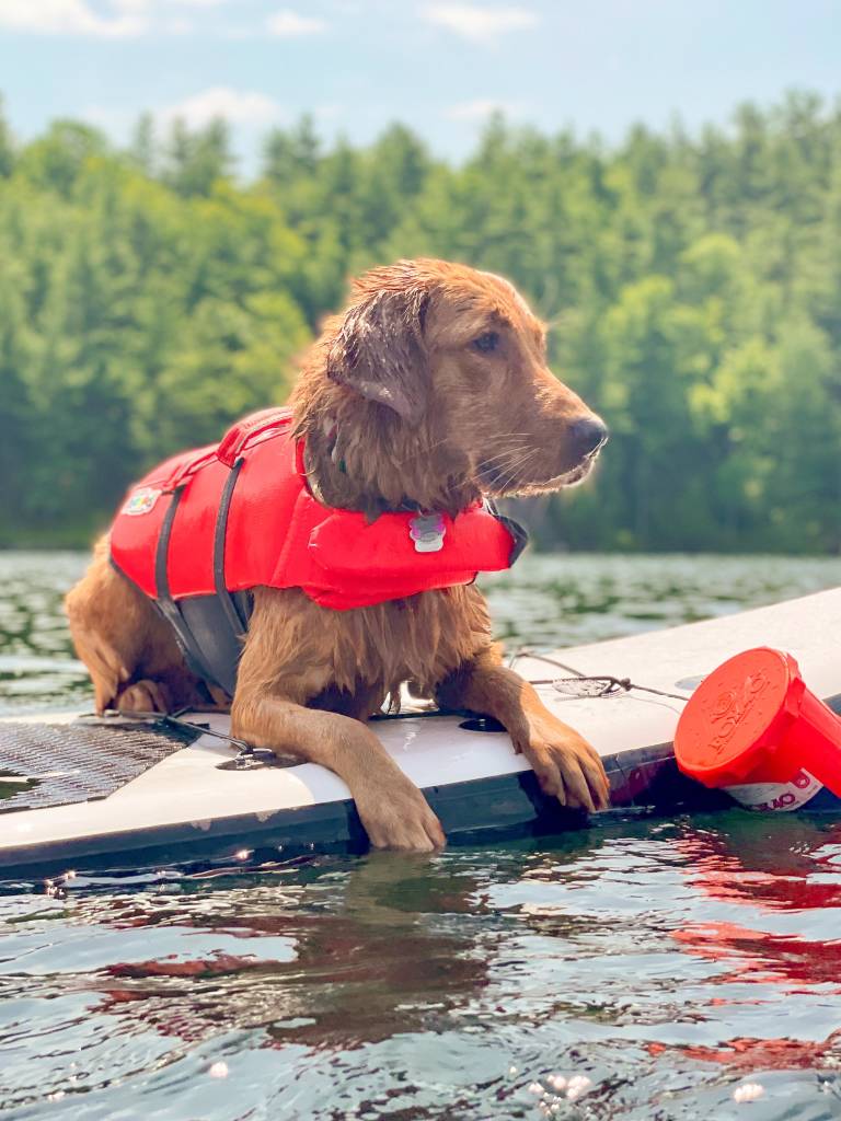 A dog wearing a life jacket enjoying paddle boarding on a calm lake.