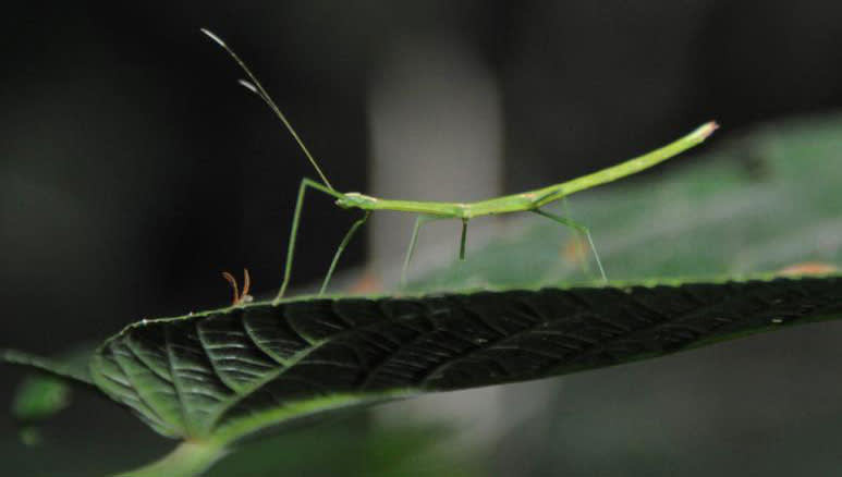 Jumping Stick