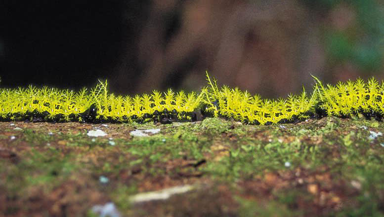 Jewel Caterpillar