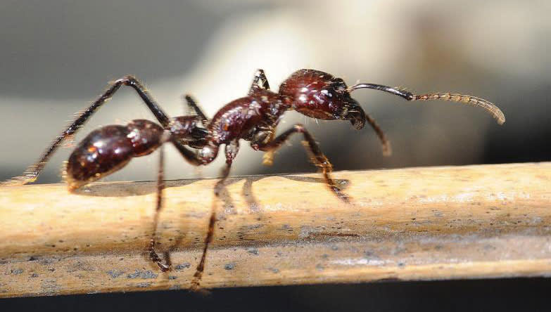 Bullet Ant