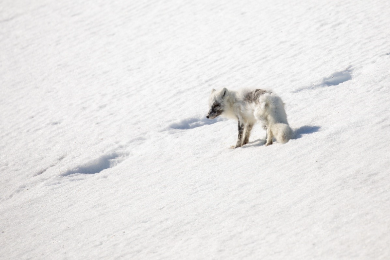 Arctic Foxes and Musk Oxen: Life on the Tundra’s Edge