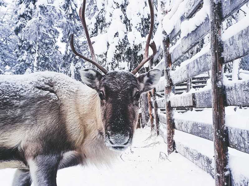 Meeting the reindeer