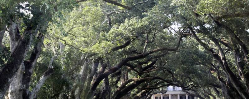 Oak Alley Plantation