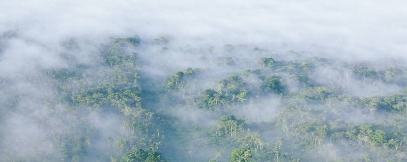 Amazon rainforest