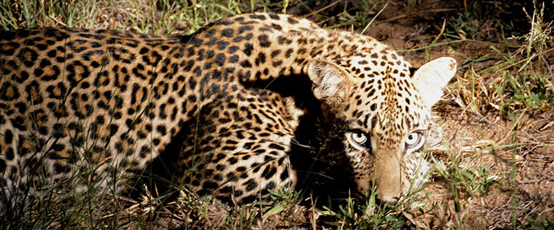 Leopard at night