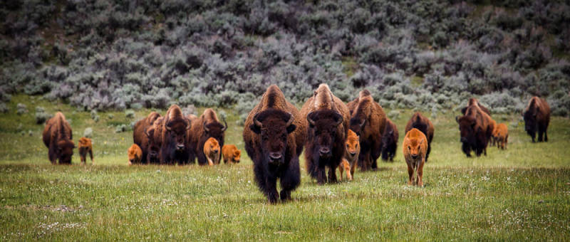 Ethical Wildlife in North America