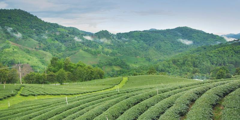 See verdant tea plantations on your East India tour