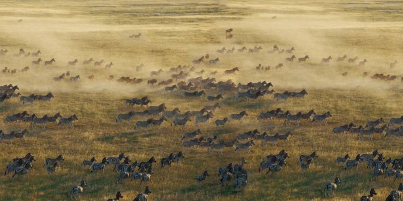 Zebra migration at hotel Planet Baobab in Kalahari Salt Pans, Botswanna