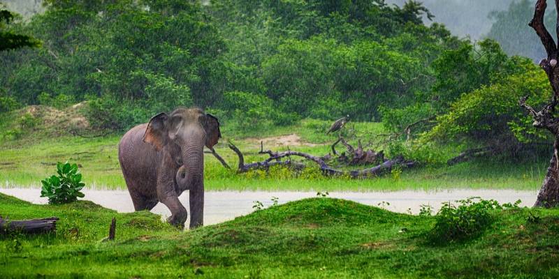 Sri Lanka Regenzeit: Elefant in sattgrüner Landschaft