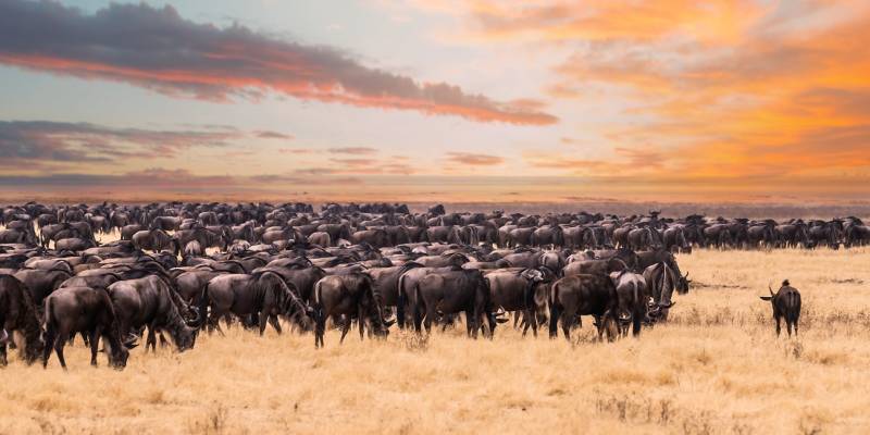 Enchanting Travels Wildebeest migration in Serengeti national Park,Tanzania - wildebeest migration