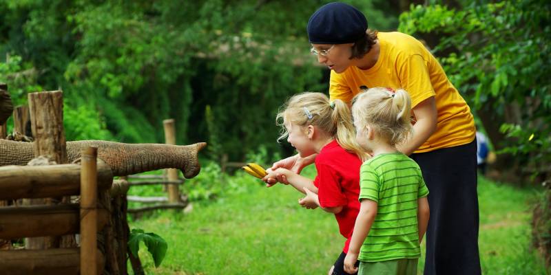 We recommend: Visit an elephant sanctuary or orphanage in Asia or Africa and learn more about how organizations care for these gentle giants.