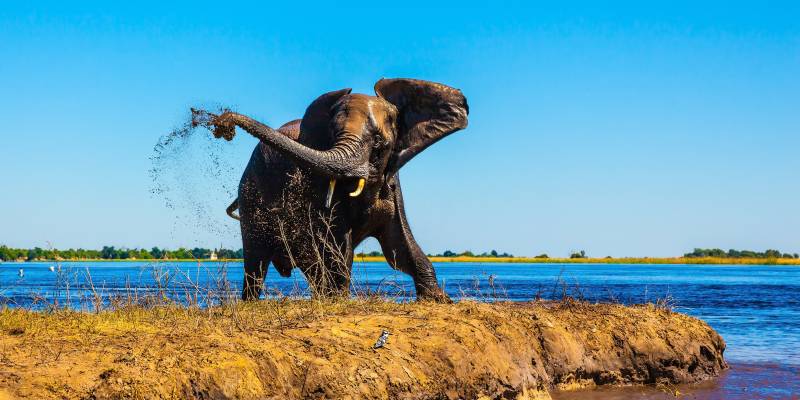 Elefant im Chobe Nationalpark