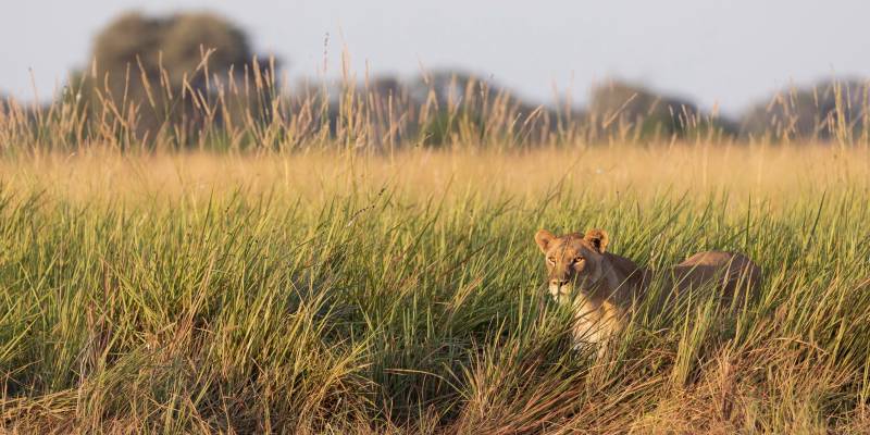 Female Lion walking in the grass in the Okavango Delta, Botswana, Africa