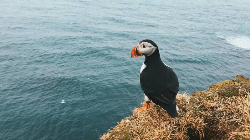 Puffins in Iceland