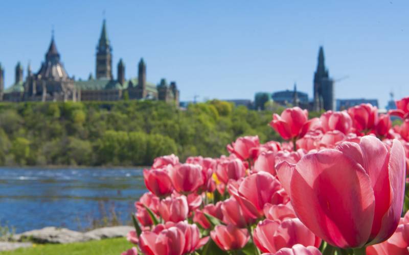 Red Tulips Parliament Hill in distance