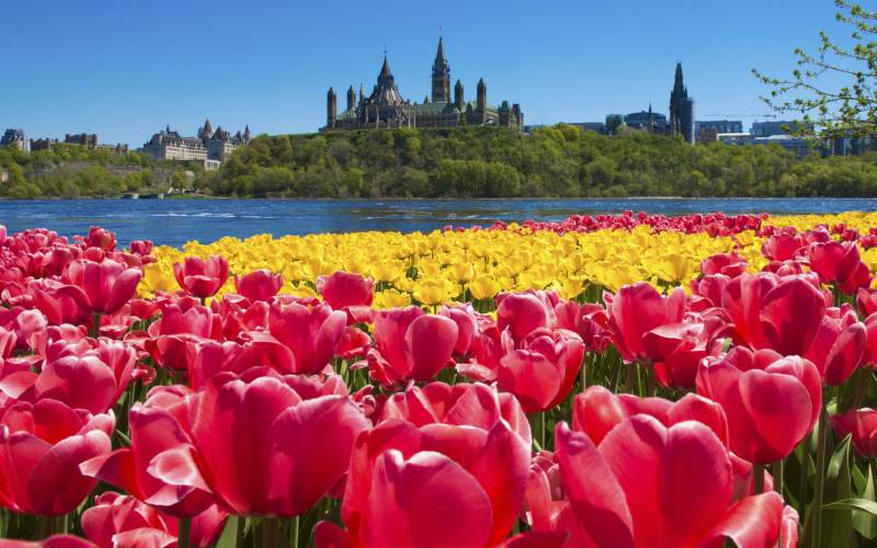 Yellow Red Tulips Parliament Hill in distance