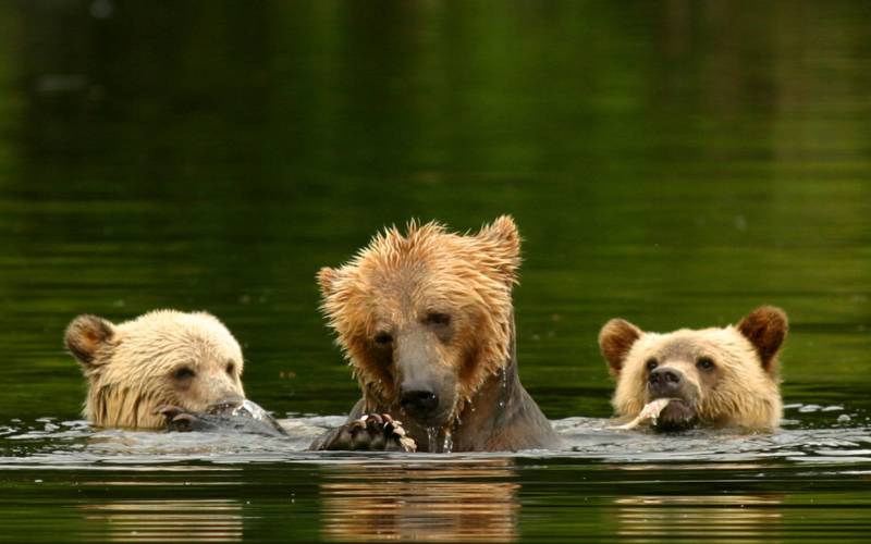 a brown bear swimming in a pool of water