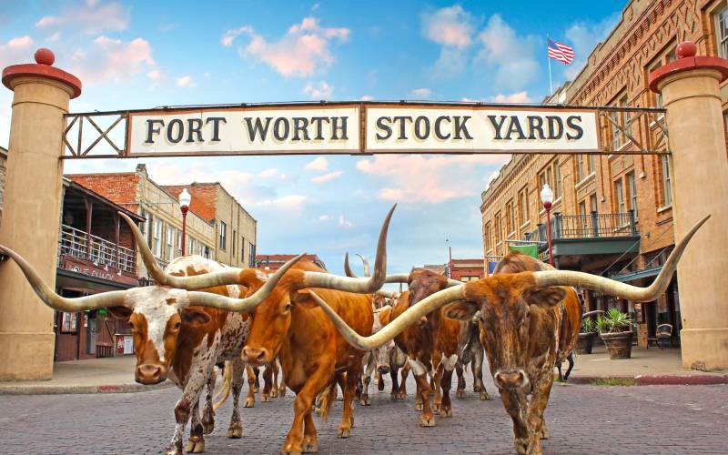 Stockyards Herd