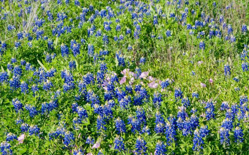Bluebonnets