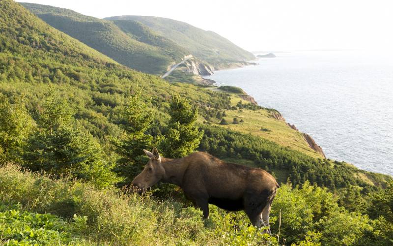 a cow standing on top of a lush green hillside
