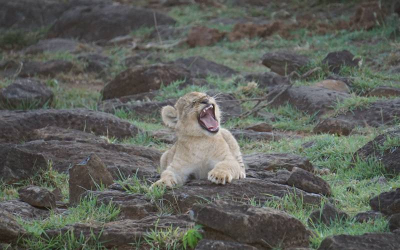 Lion cub, Masai Mara