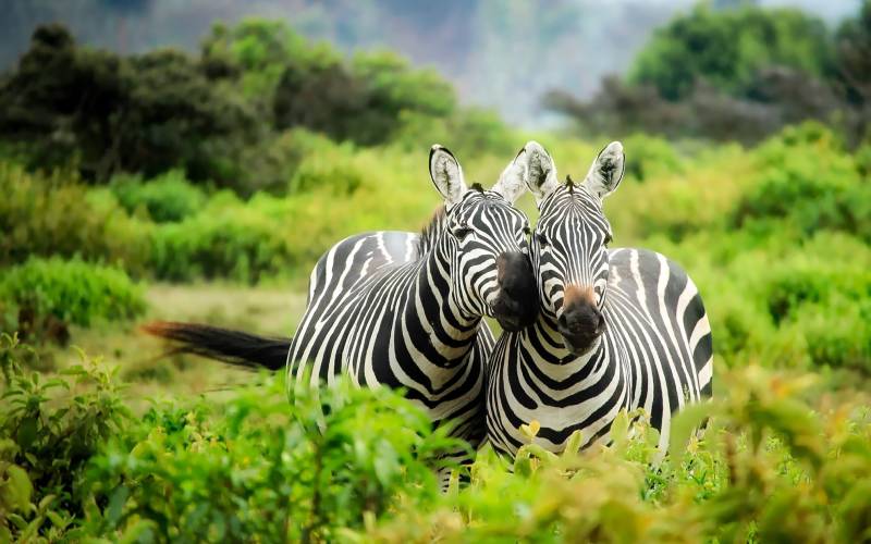 a zebra standing on top of a grass covered field