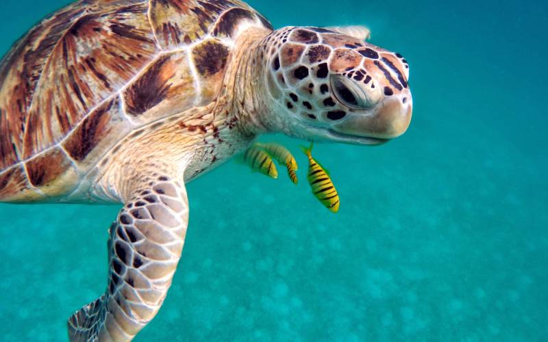 a turtle swimming under water