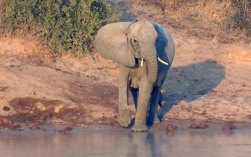 Elephant in Kruger National Park