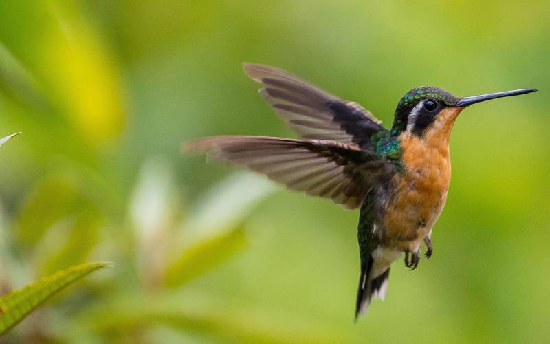 Hummingbird