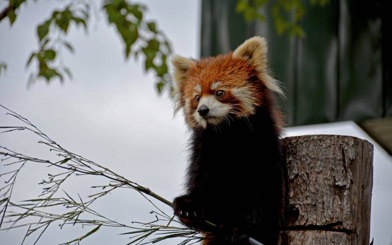 a panda bear sitting on a branch