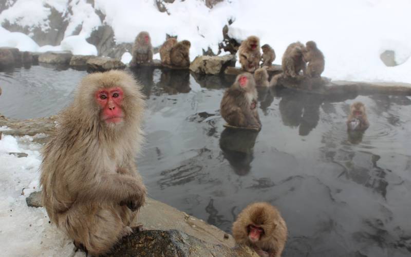 a monkey sitting on a pile of snow