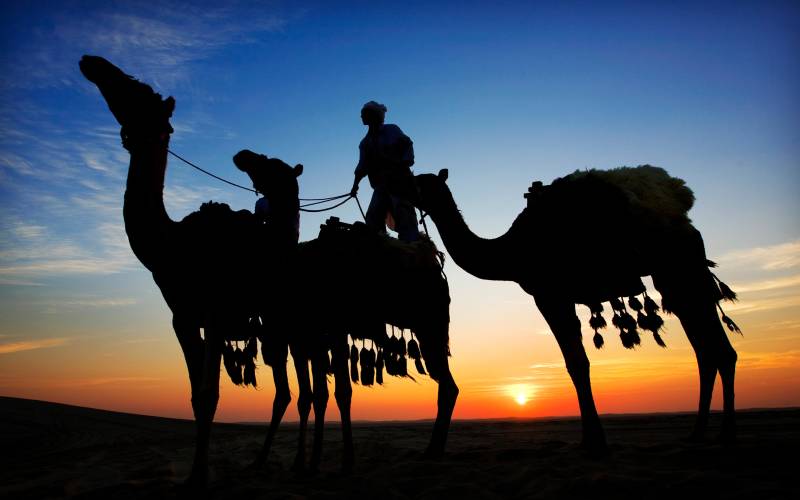 Camels at sunset