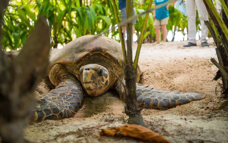 a close up of a turtle