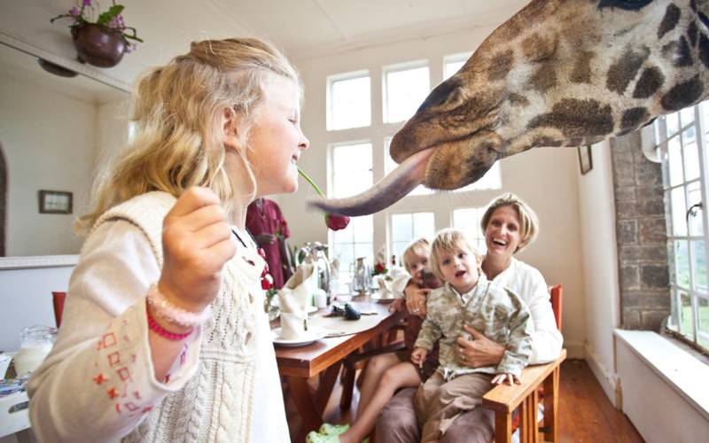 a woman feeding a giraffe