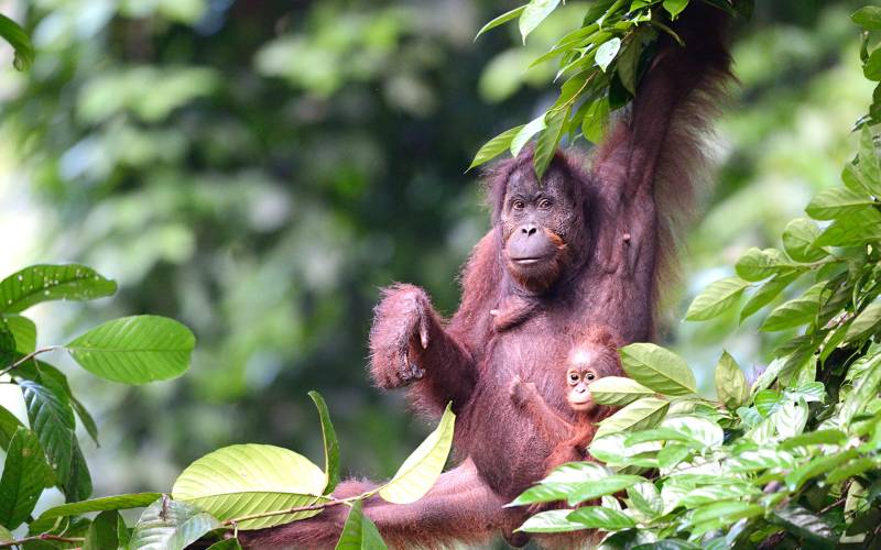 a monkey sitting on a branch