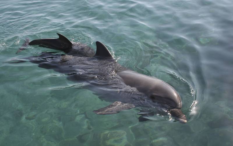 Best places to visit wildlife and when to go