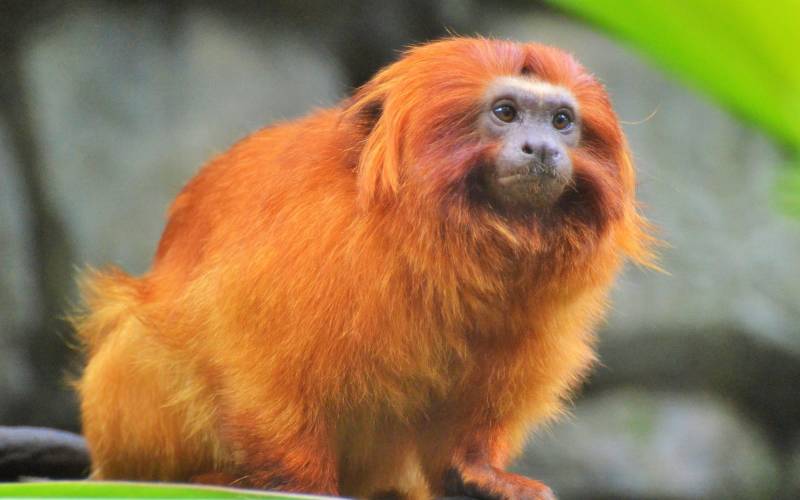 a close up of a monkey