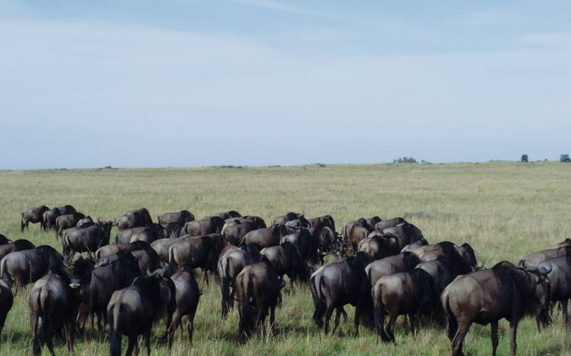 Discover the Great Annual Migration