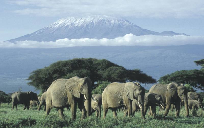 7 Best African Safari Destinations