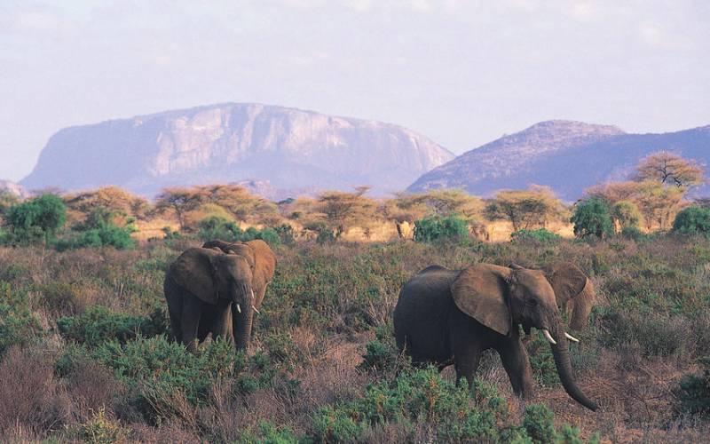 An Experts Guide To Kenya