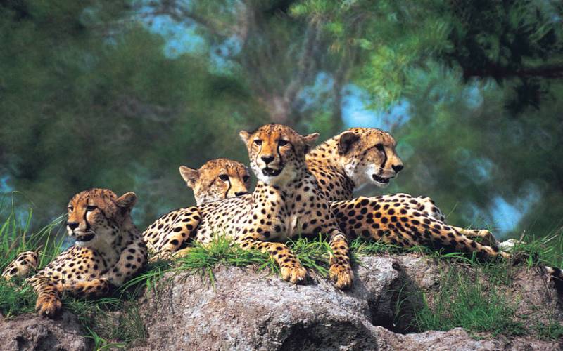 An Experts Guide To Kenya