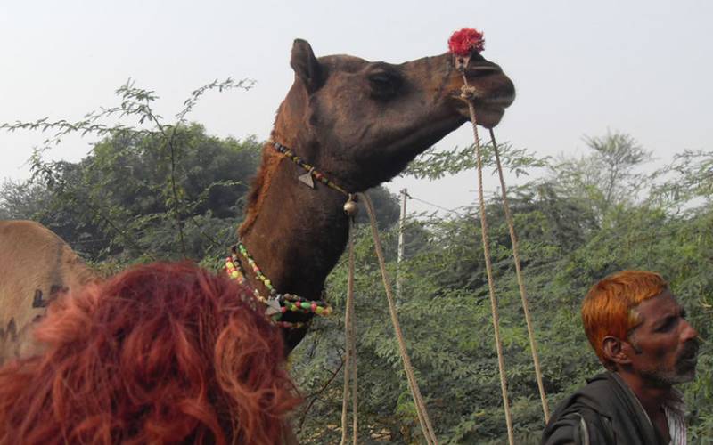 Holidaydream Contest Winner in India