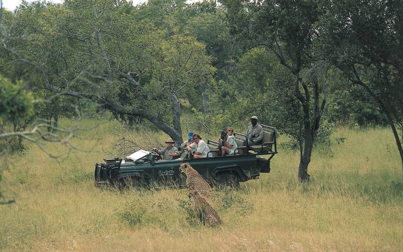 Sabi Sand Game Reserve Safari