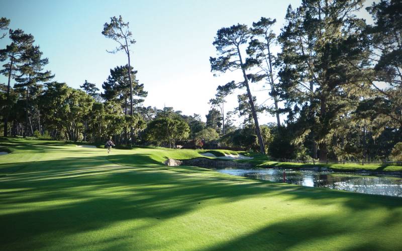 a tree next to a body of water with Augusta National Golf Club in the background