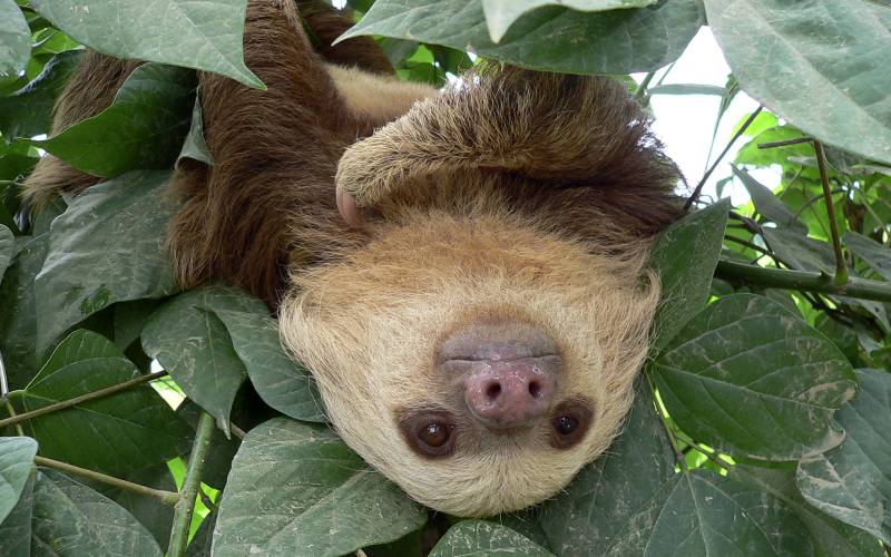 Sloth