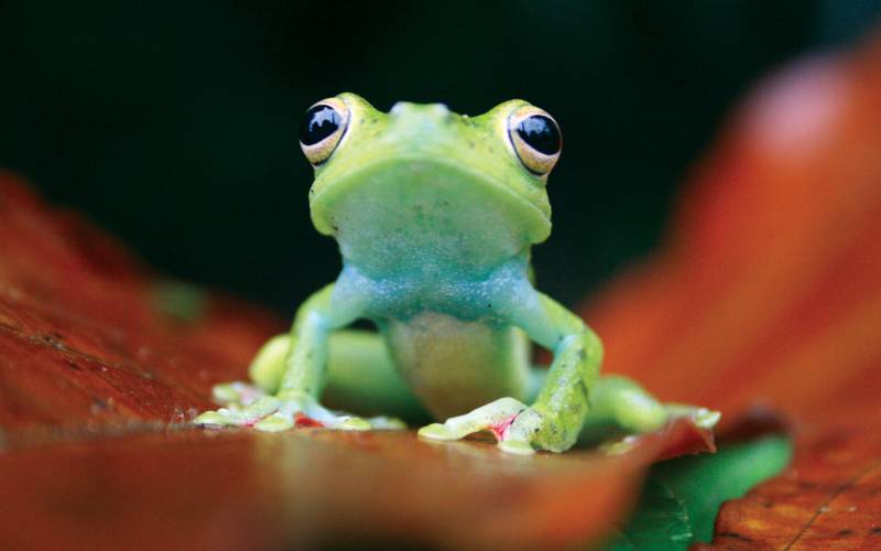 Costa Rican tree frog